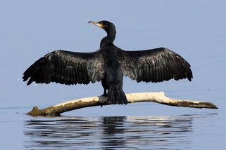 Kormorán velký, ukázka boje za ekologické a hospodářské zájmy